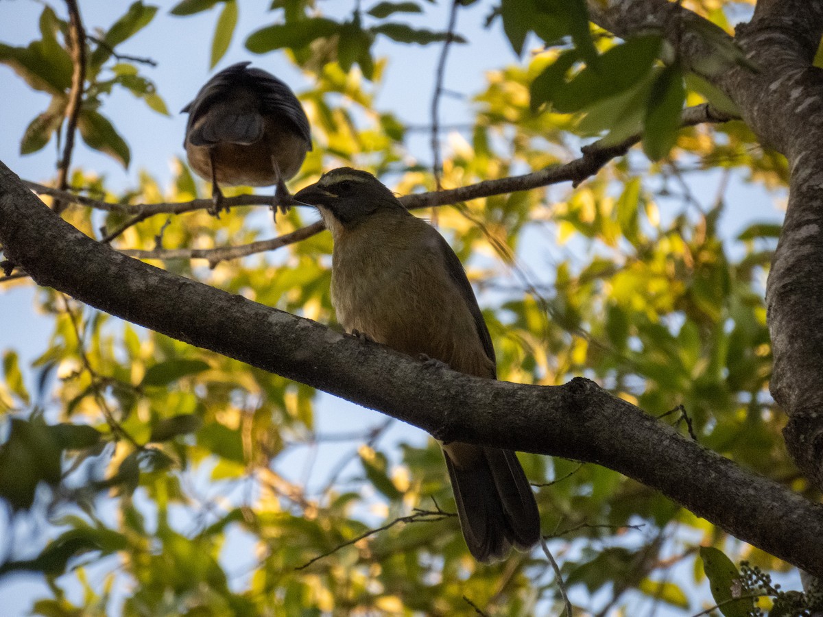 Bluish-gray Saltator - ML644356742