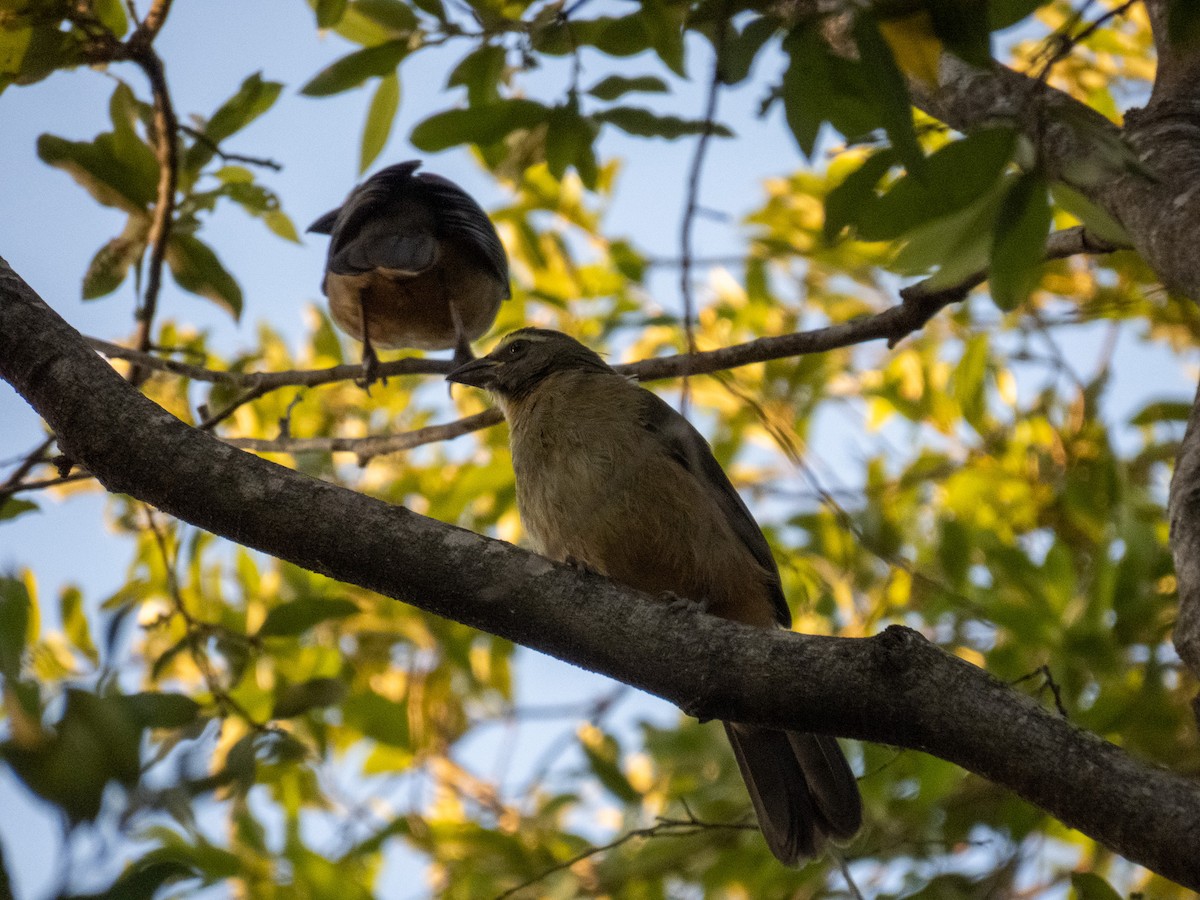 Bluish-gray Saltator - ML644356743