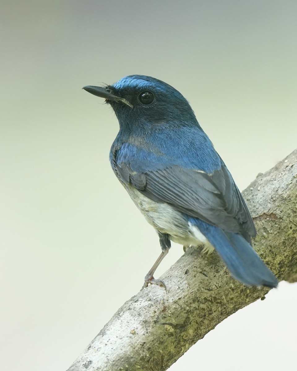 Hainan Blue Flycatcher - ML644356745