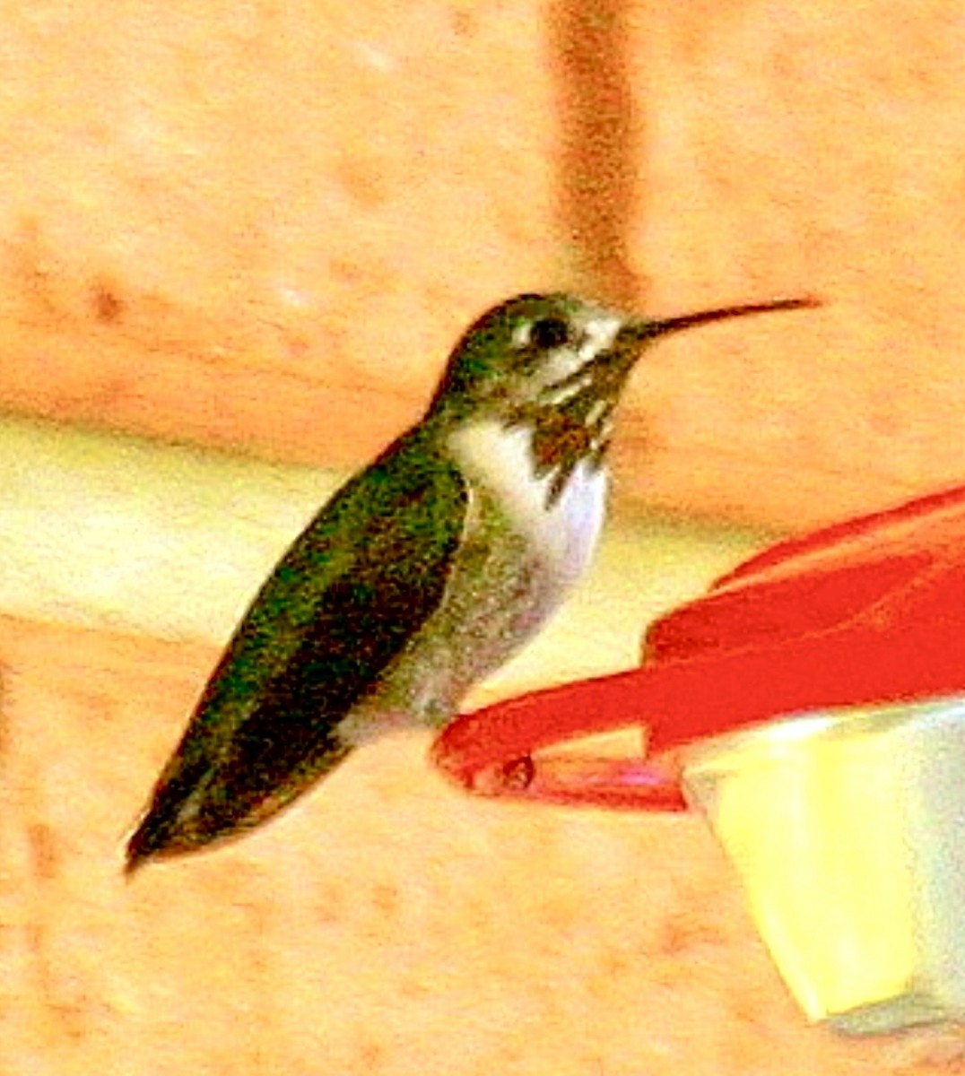 Calliope Hummingbird - ML644356746