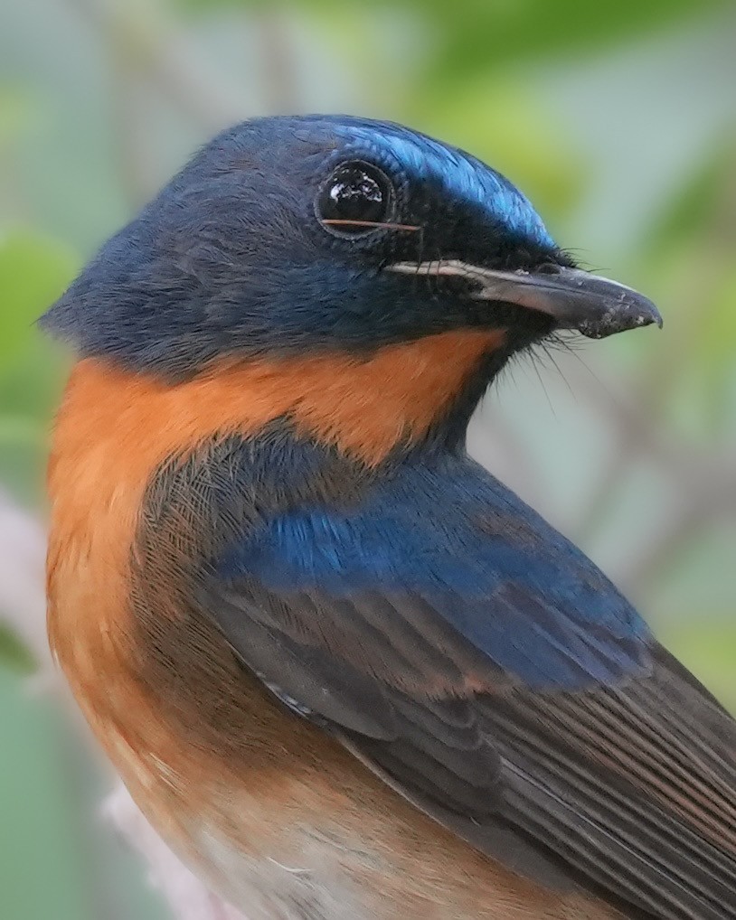 Chinese Blue Flycatcher - ML644356752