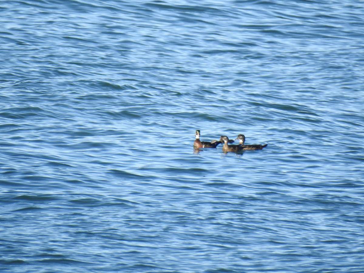 Wood Duck - ML644356754