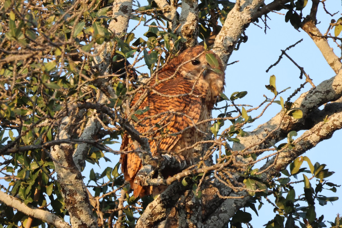 ウオクイフクロウ - ML644356764