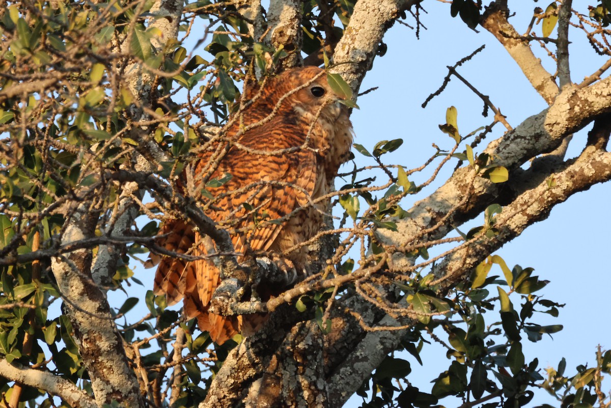 ウオクイフクロウ - ML644356765