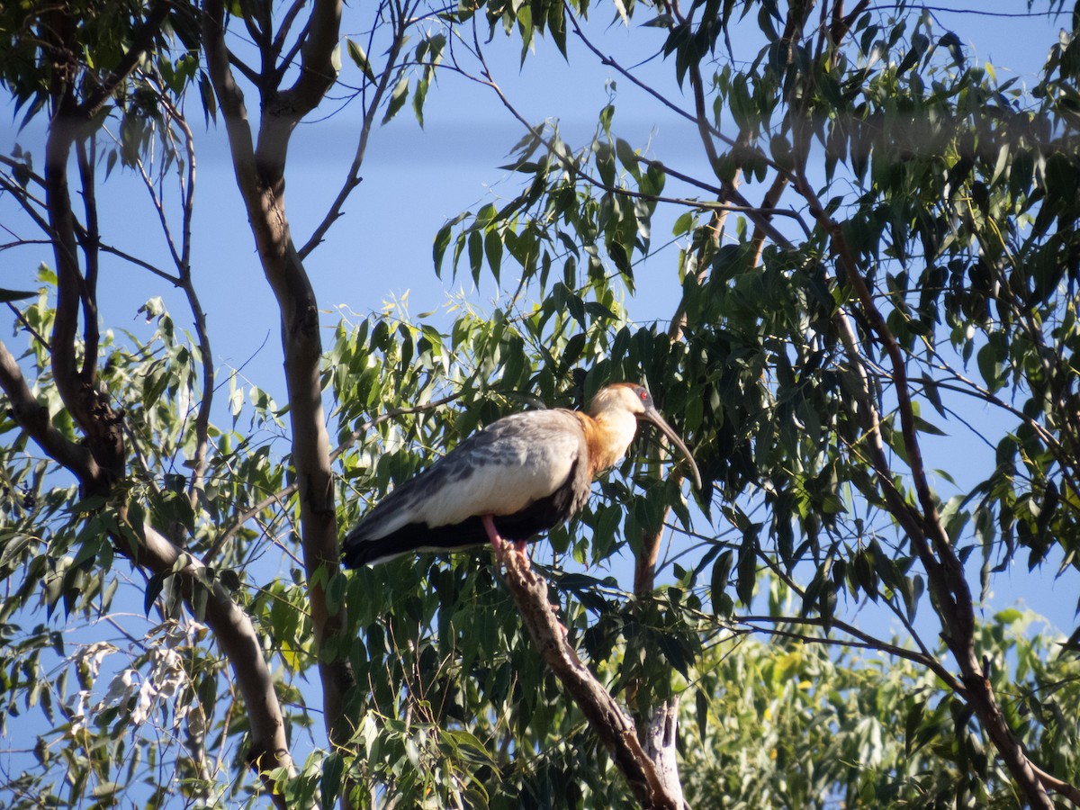 gulhalsibis - ML644356771