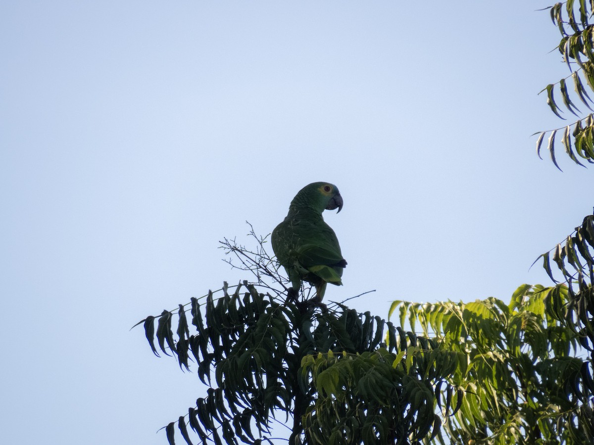 amazoňan modročelý - ML644356775