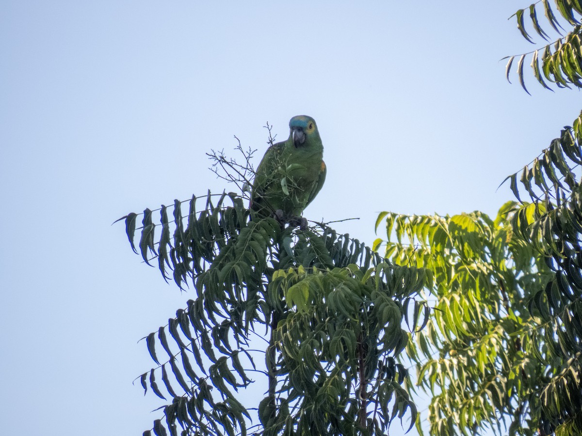 amazoňan modročelý - ML644356776