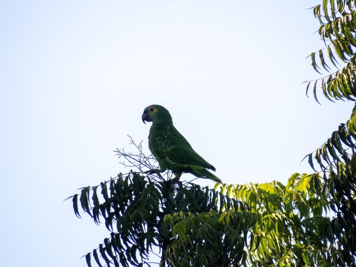 amazoňan modročelý - ML644356777