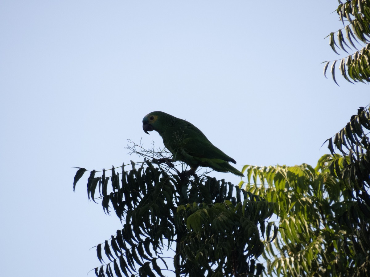 amazoňan modročelý - ML644356778