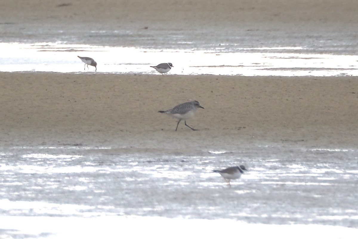 Chorlito Gris - ML644356779