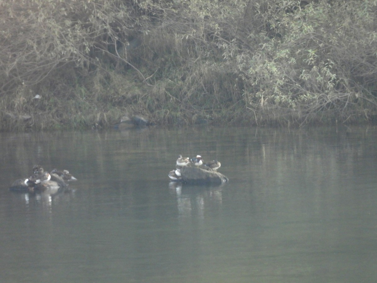 Pato Mandarín - ML644356783