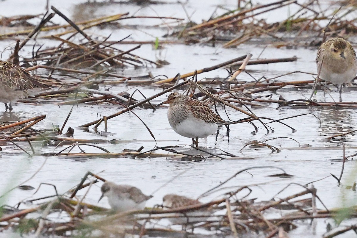 Дутыш - ML644356789