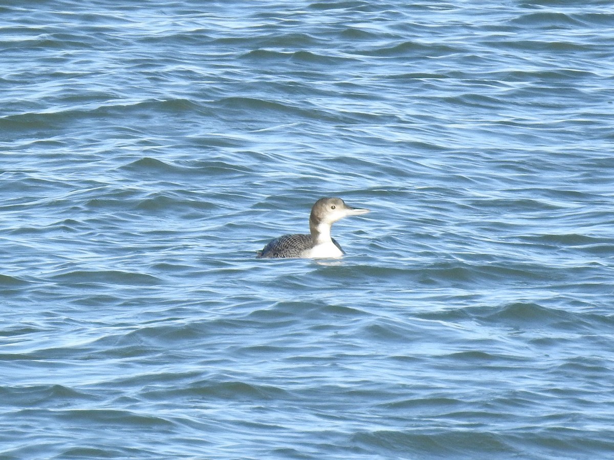 Common Loon - ML644356790