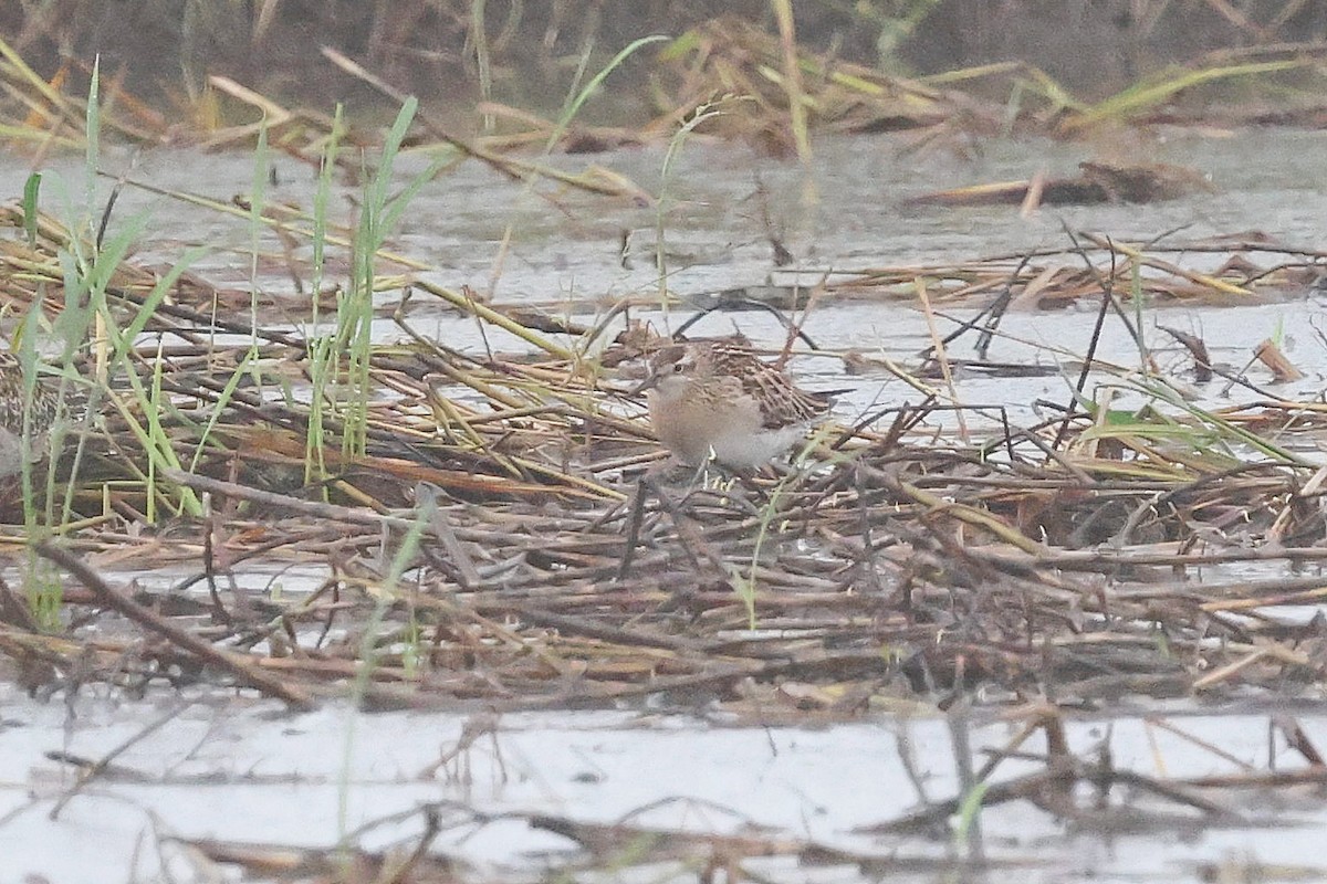 Острохвостый песочник - ML644356791