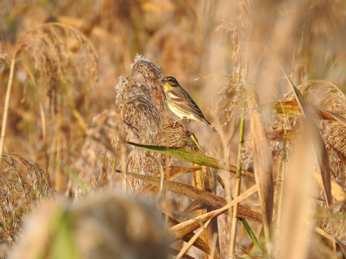 シマアオジ - ML644356795