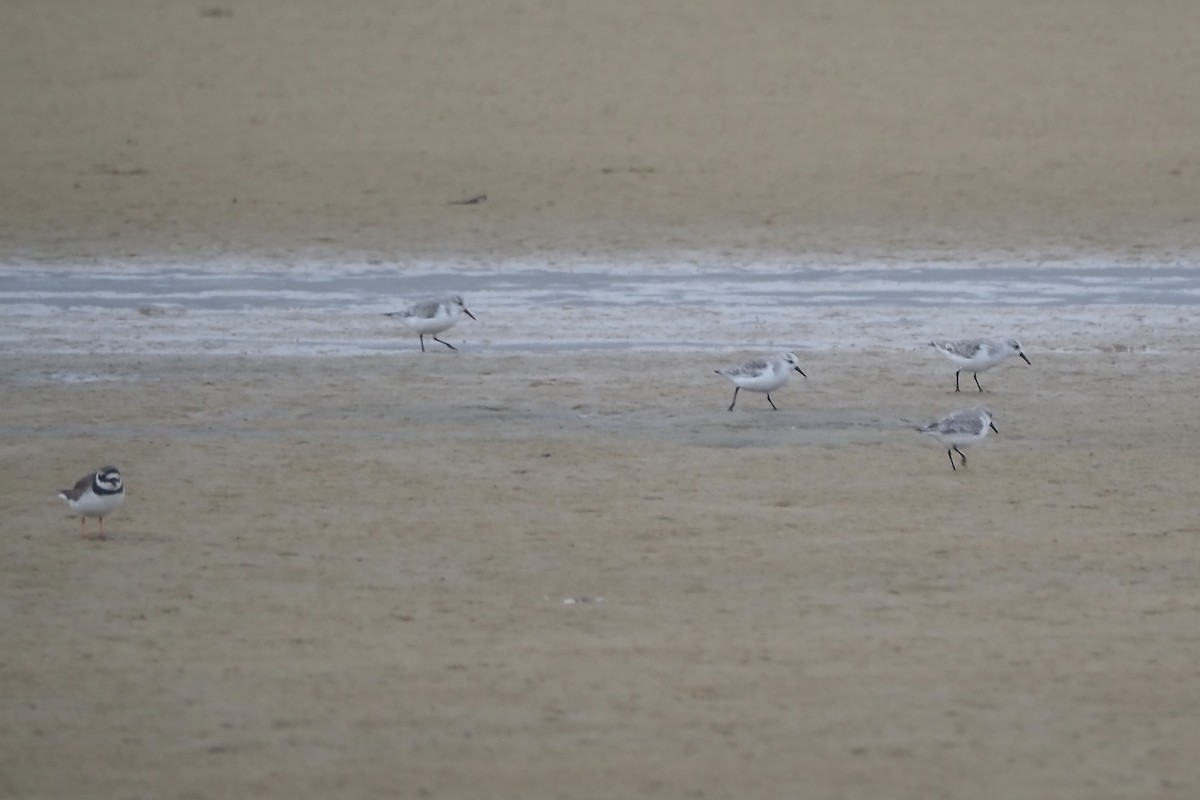 Sanderling - ML644356798