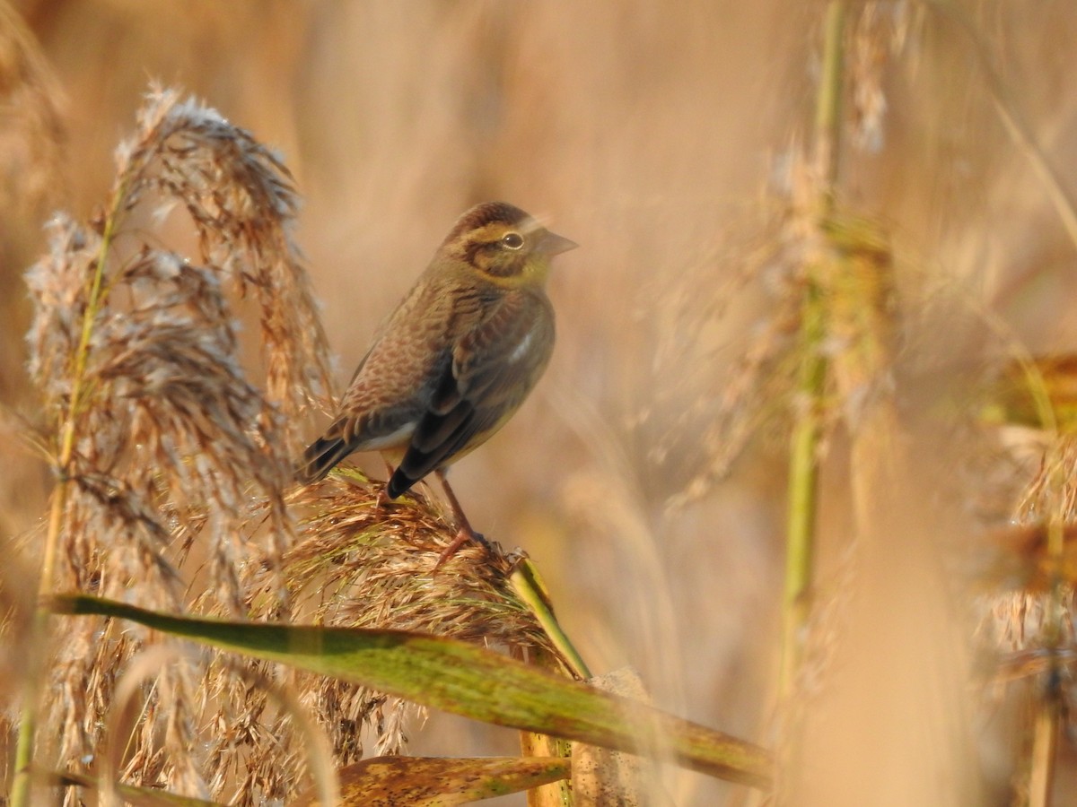 シマアオジ - ML644356799