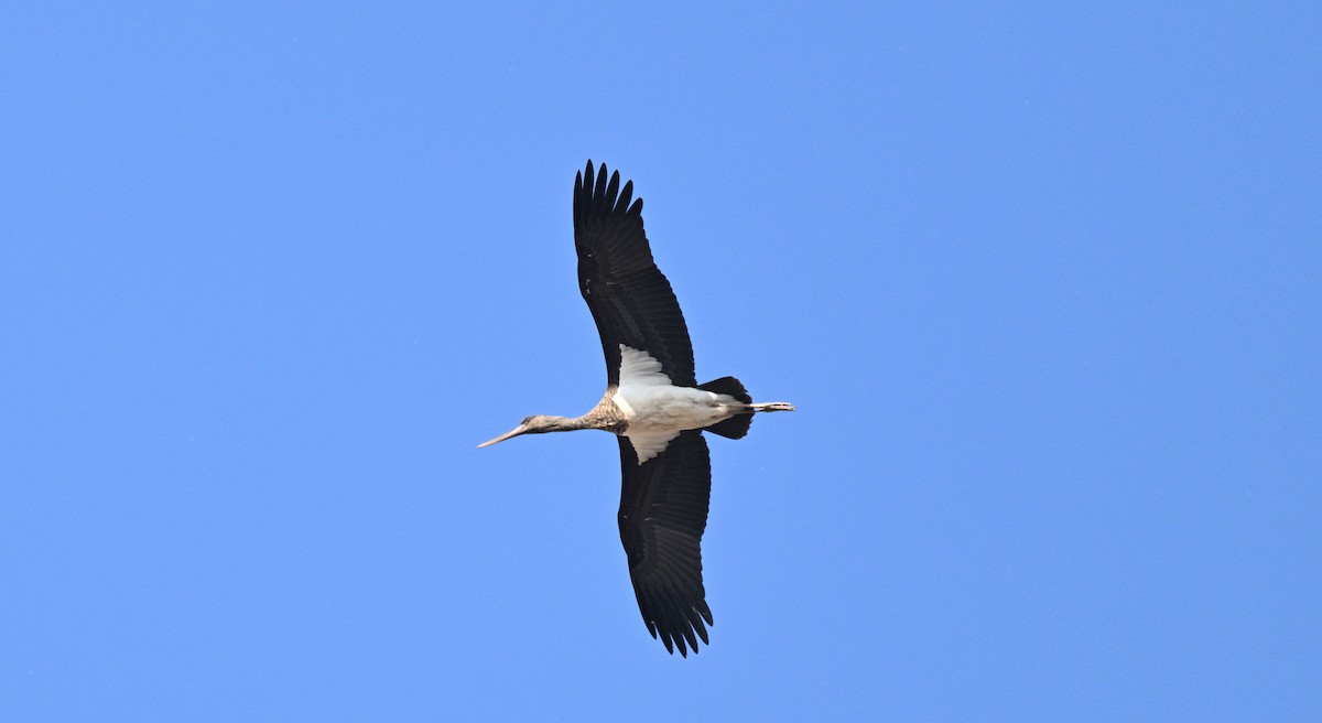 Black Stork - ML644356800