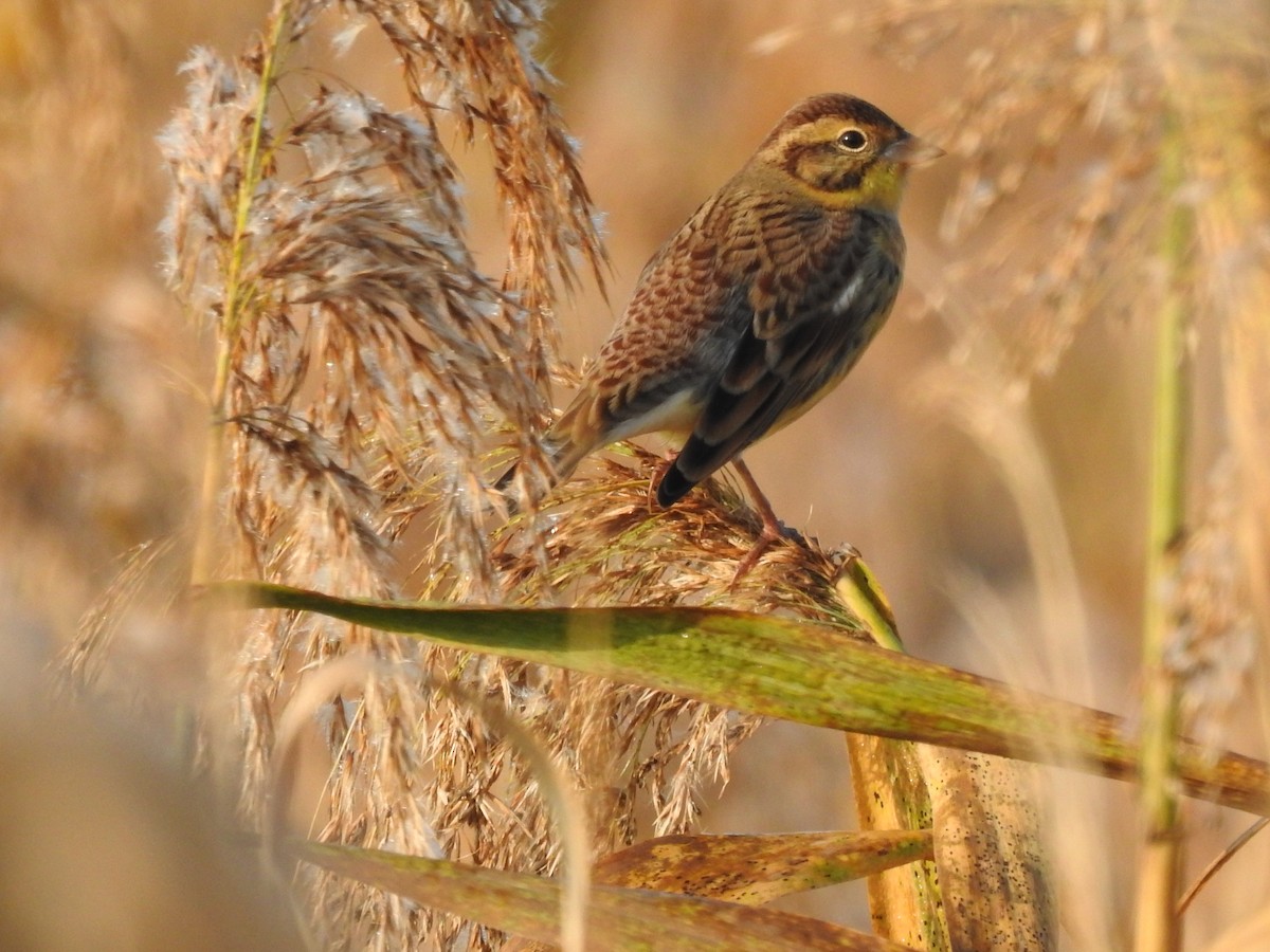 シマアオジ - ML644356802