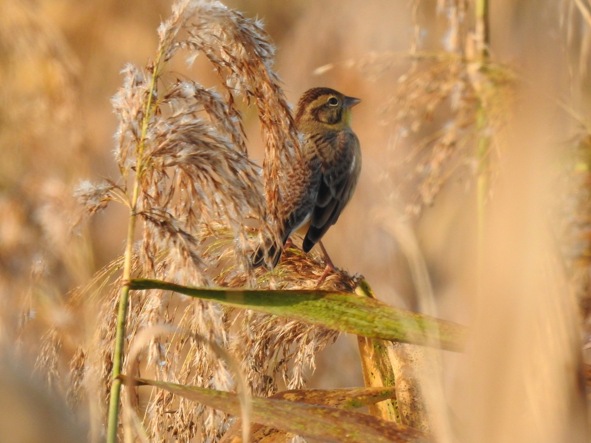 シマアオジ - ML644356803