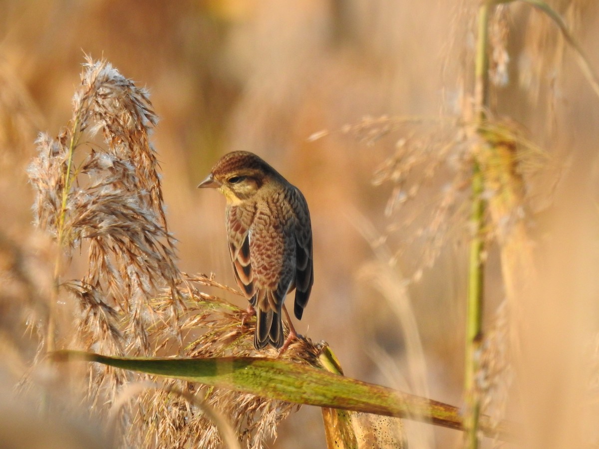 シマアオジ - ML644356804