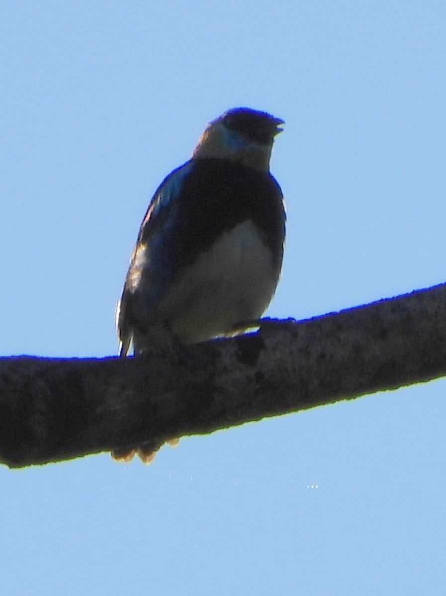 Golden-hooded Tanager - ML644356819