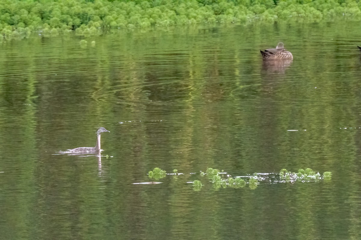 Zampullín Canoso - ML644356825