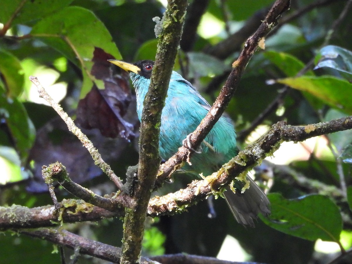 Kappennaschvogel - ML644356826