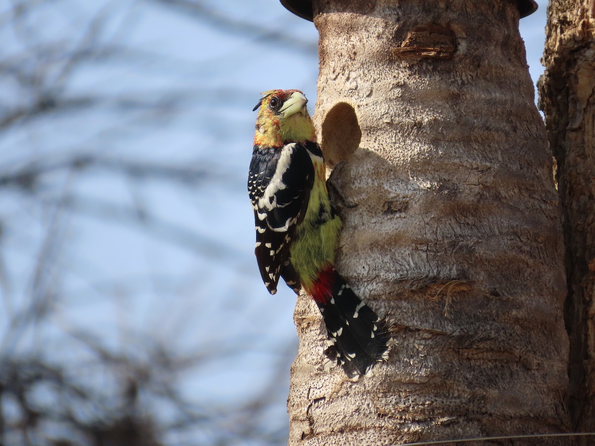 Crested Barbet - ML644356828