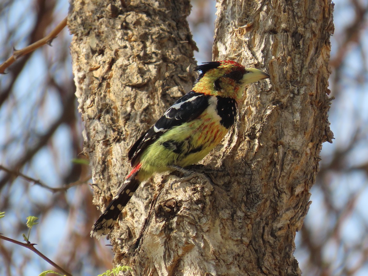 Crested Barbet - ML644356829