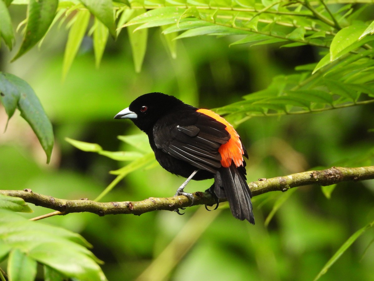 Scarlet-rumped Tanager (Cherrie's) - ML644356831