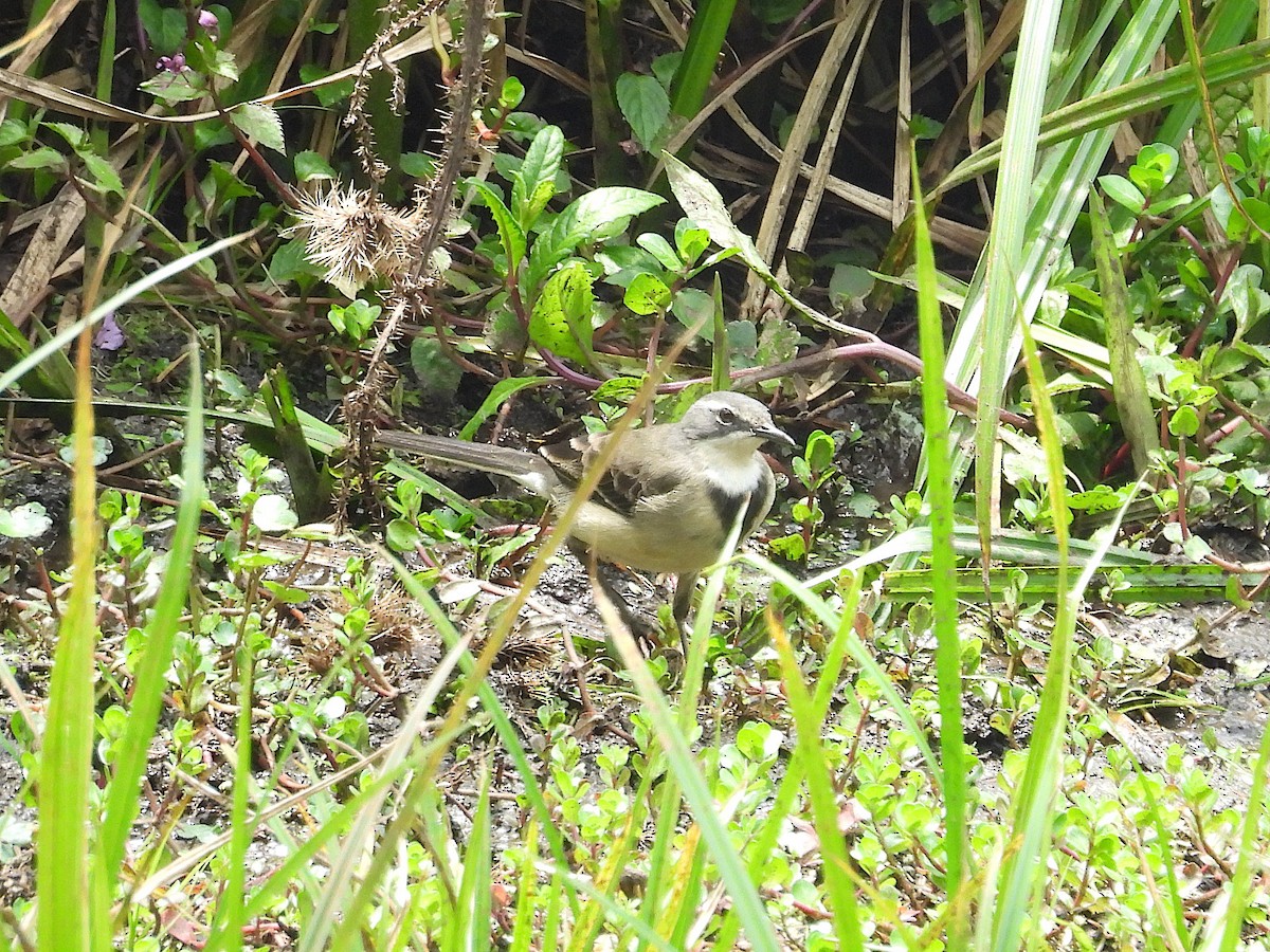 konipas jihoafrický - ML644356832