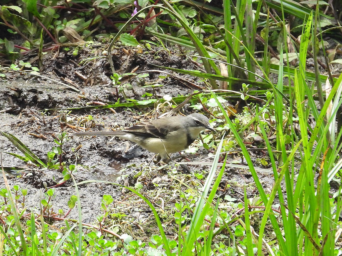 konipas jihoafrický - ML644356833