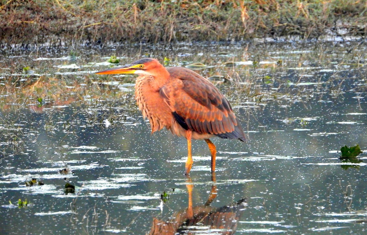 Airone rosso - ML644356834