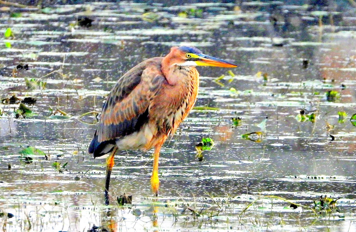 Airone rosso - ML644356835