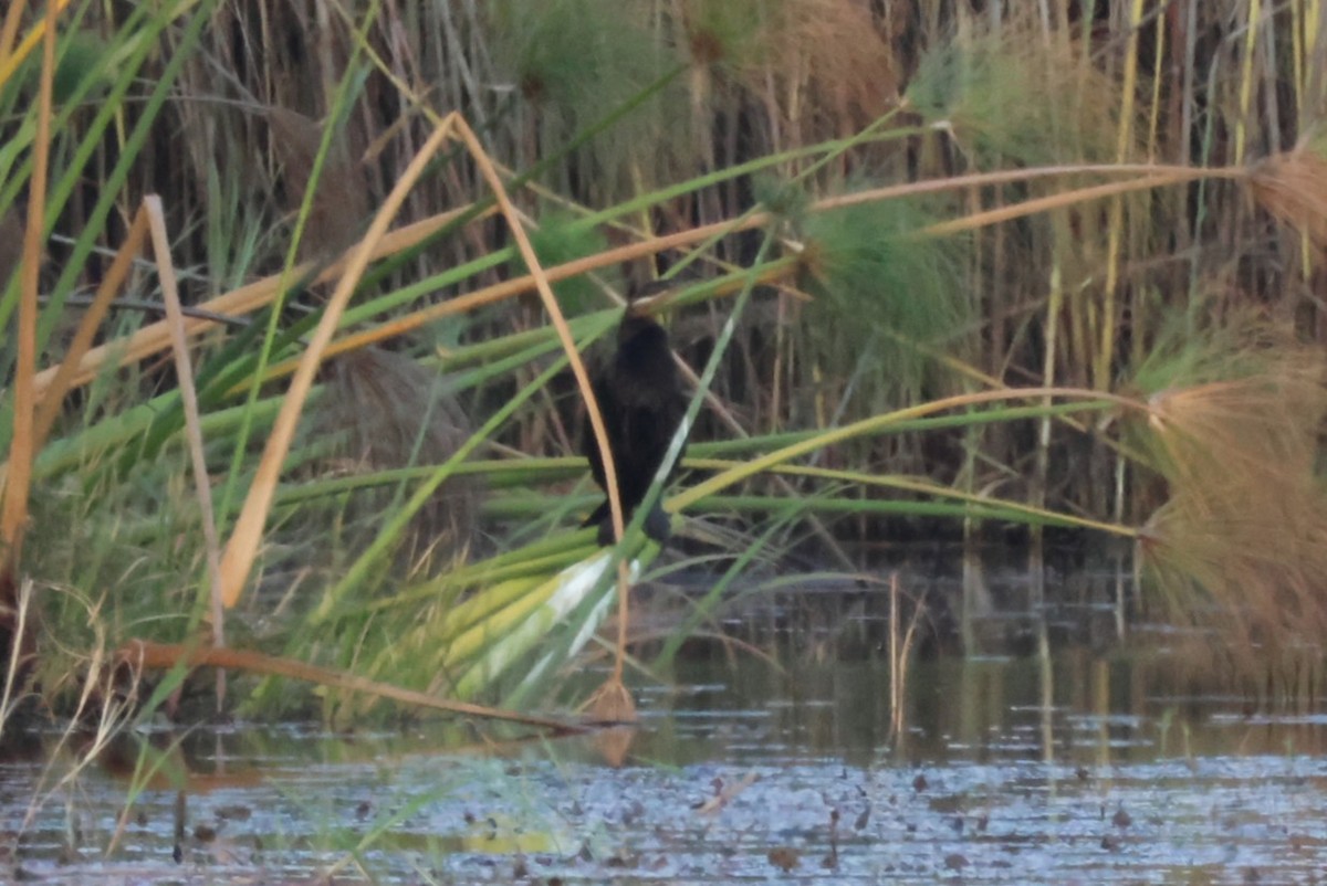 Rufous-bellied Heron - ML644356850