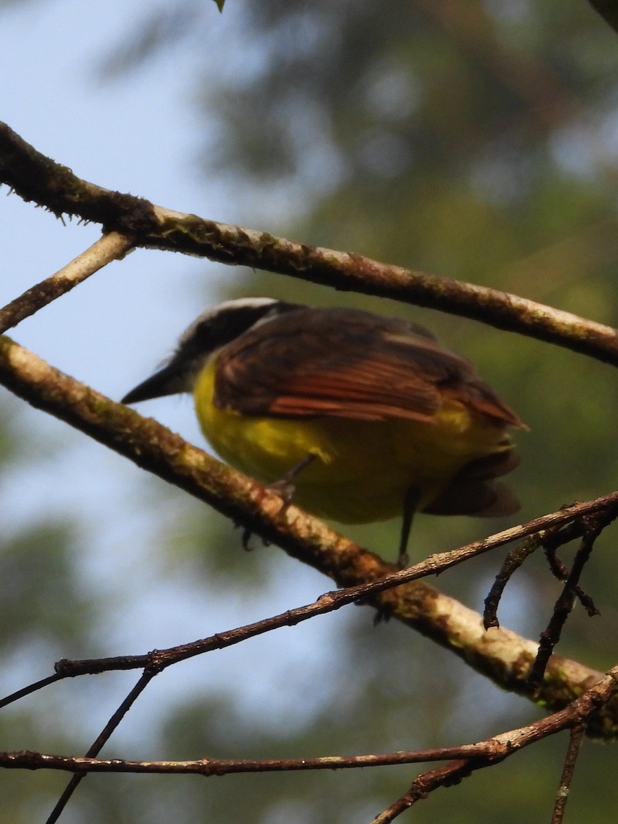 Great Kiskadee - ML644356851