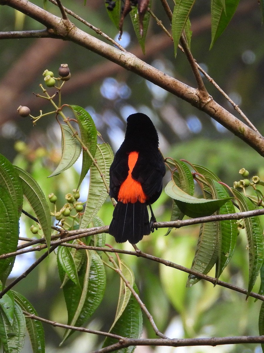 Scarlet-rumped Tanager (Cherrie's) - ML644356857