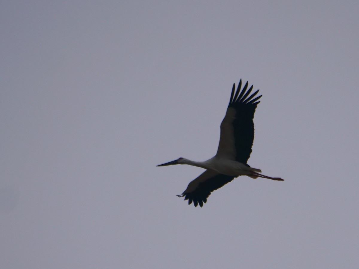 Schwarzschnabelstorch - ML644356860