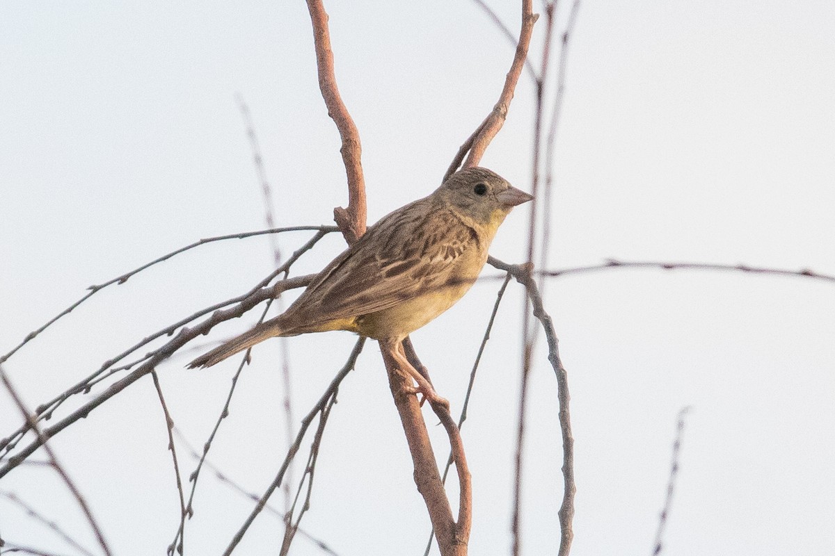 Black-headed Bunting - ML644356869