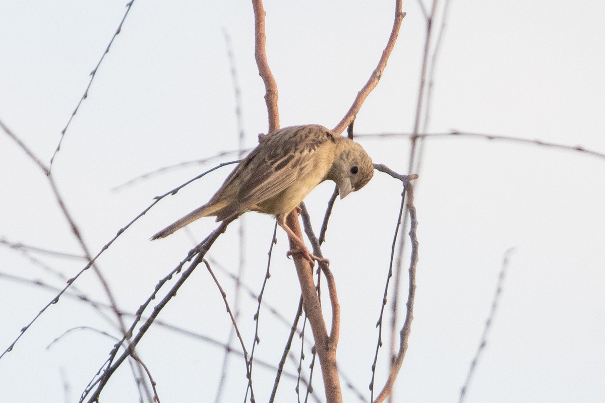 Black-headed Bunting - ML644356875