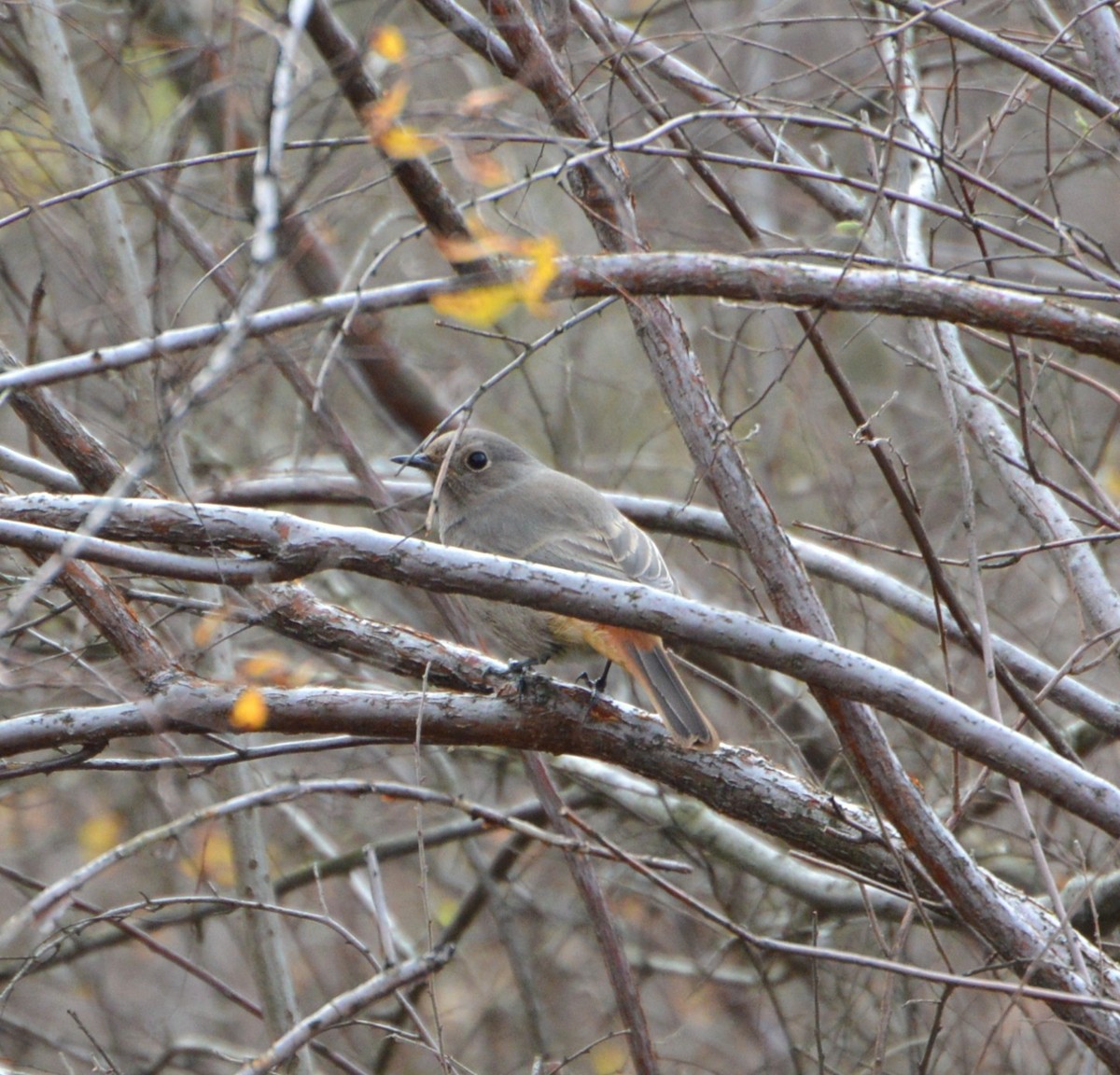 Black Redstart - ML644356878
