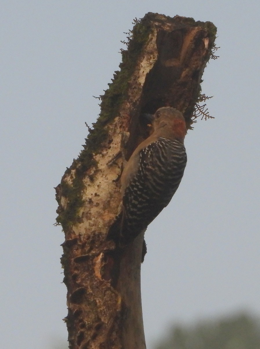 Гіла мала - ML644356883