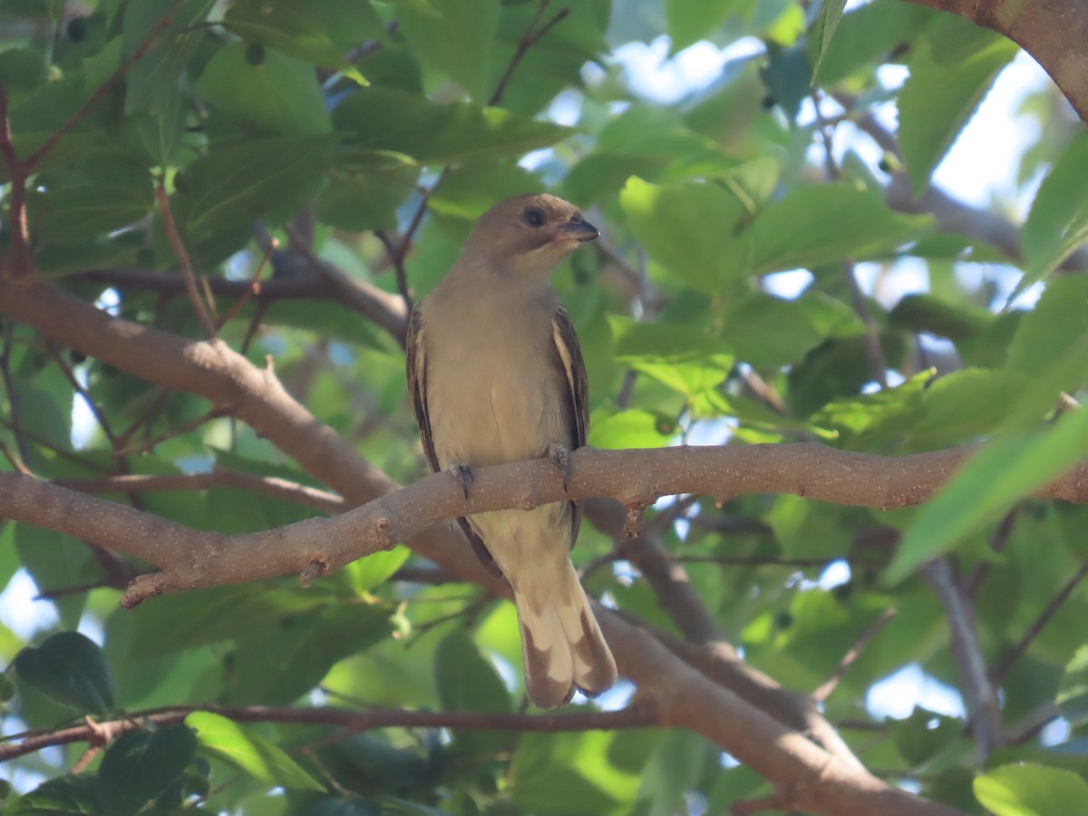 Lesser Honeyguide - ML644356884