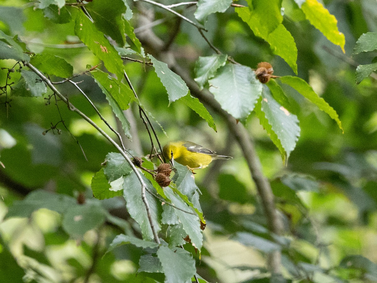 Червоїд жовтоголовий - ML644356886