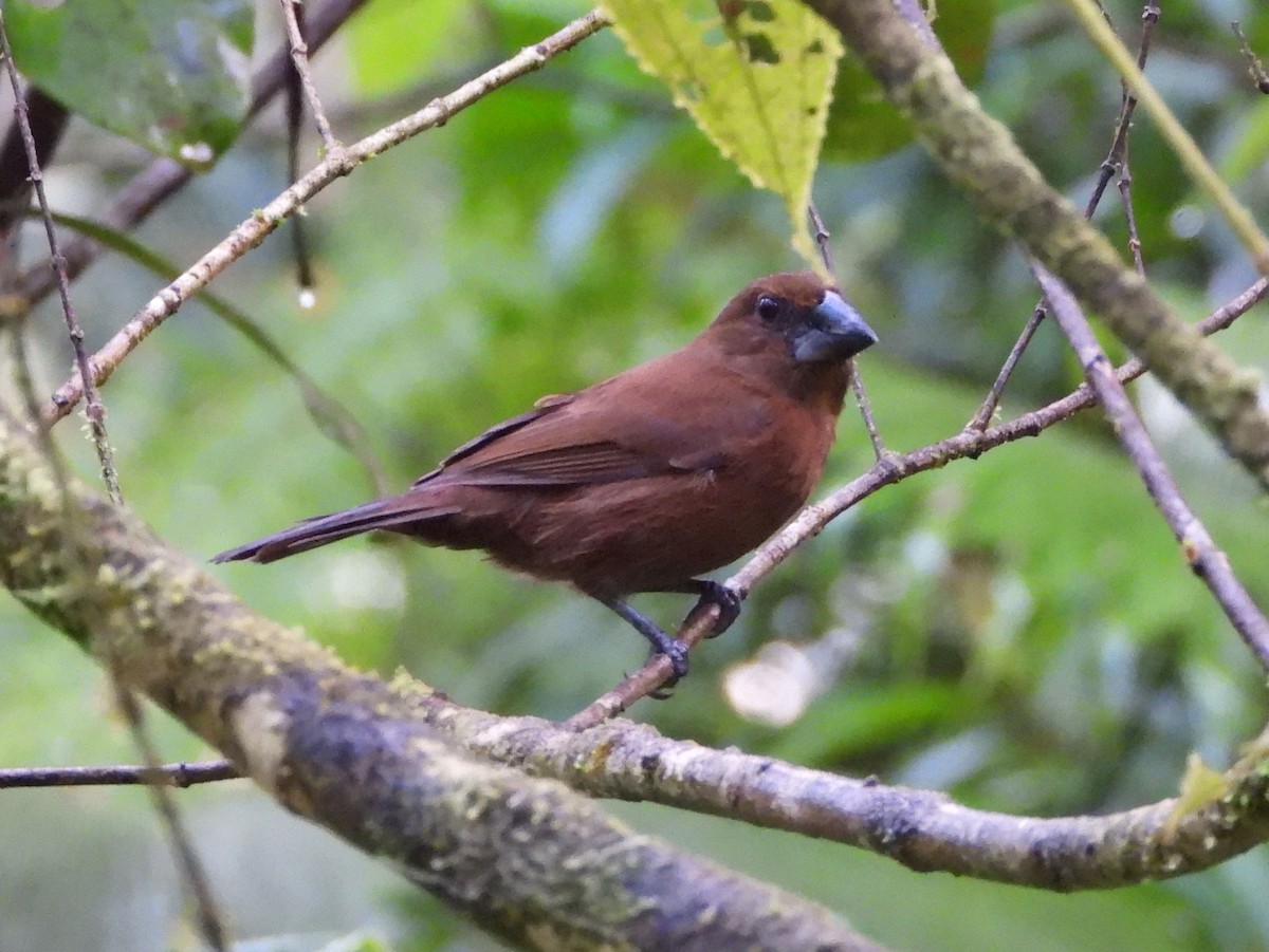 Meksika Çivit Kocabaşı - ML644356889