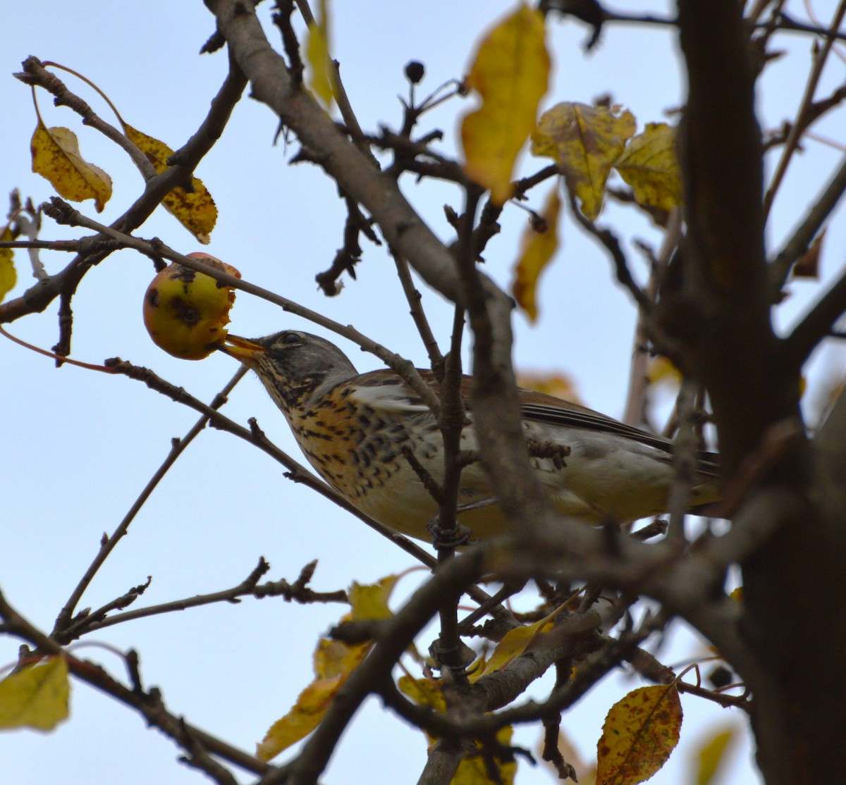 Fieldfare - ML644356897