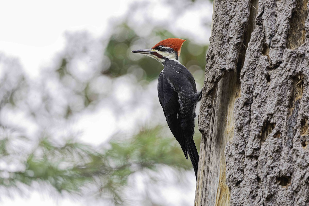 Pileated Woodpecker - ML644356905