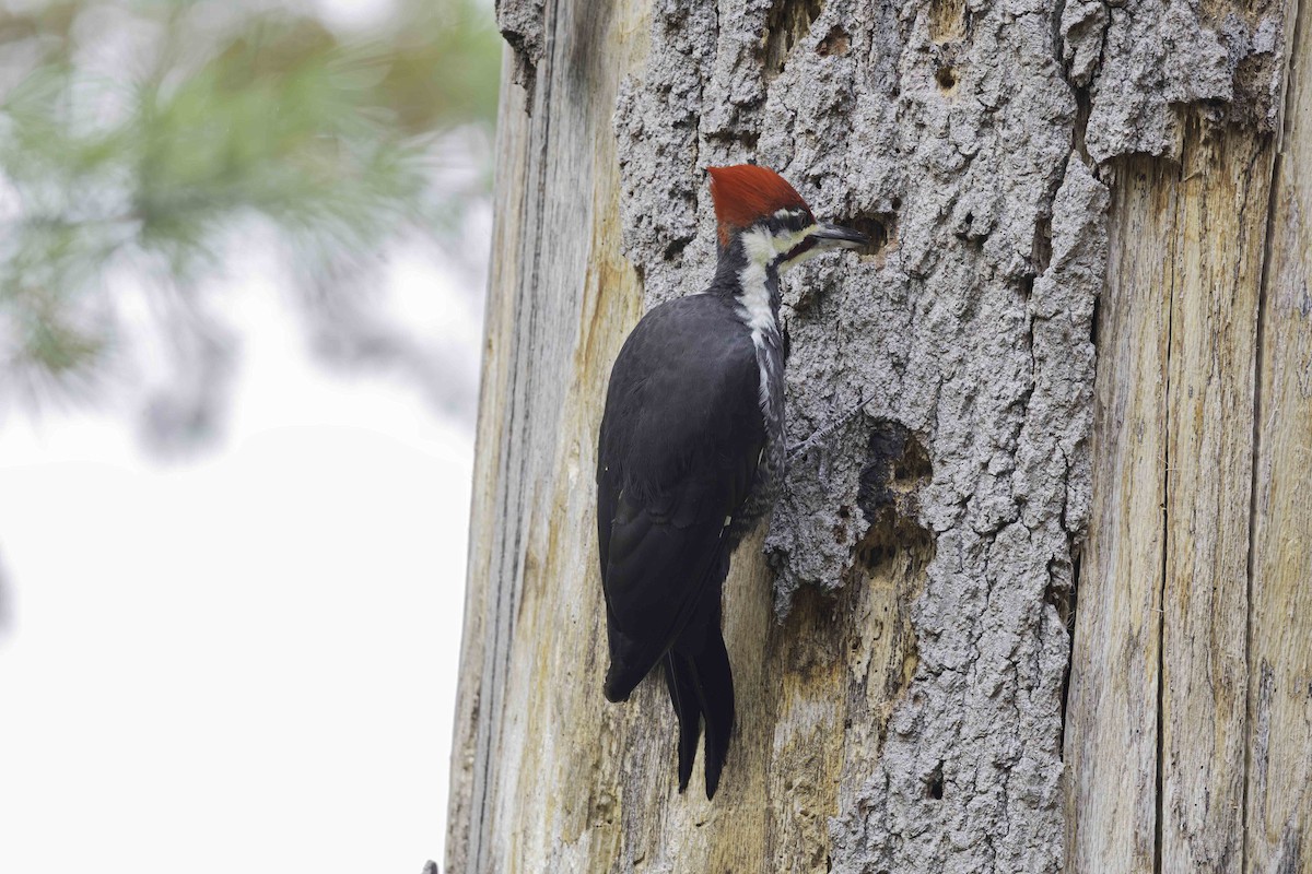 Pileated Woodpecker - ML644356906