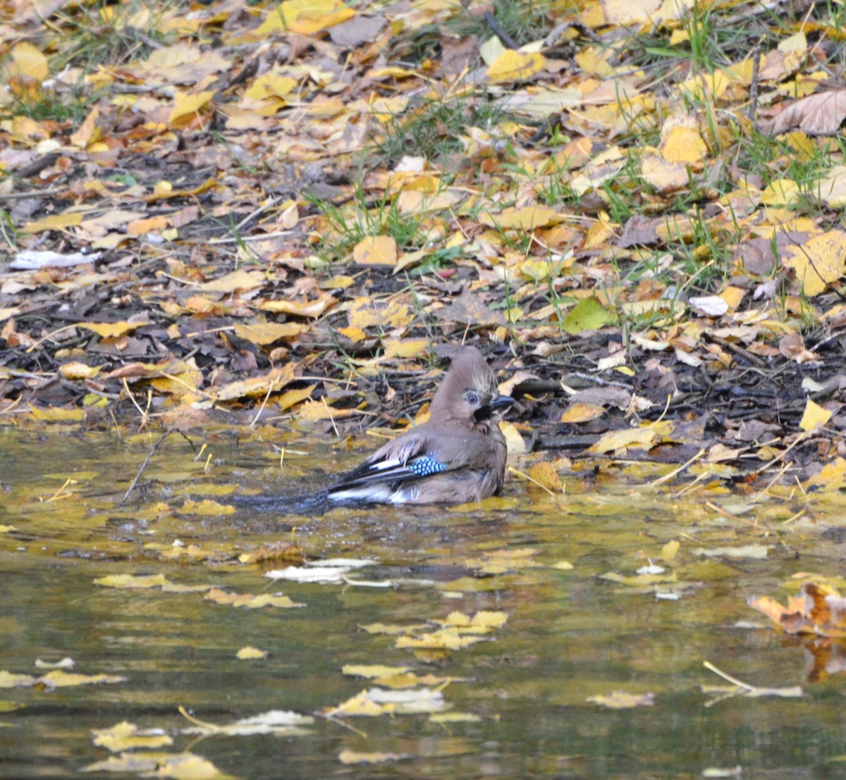 Eurasian Jay - ML644356908